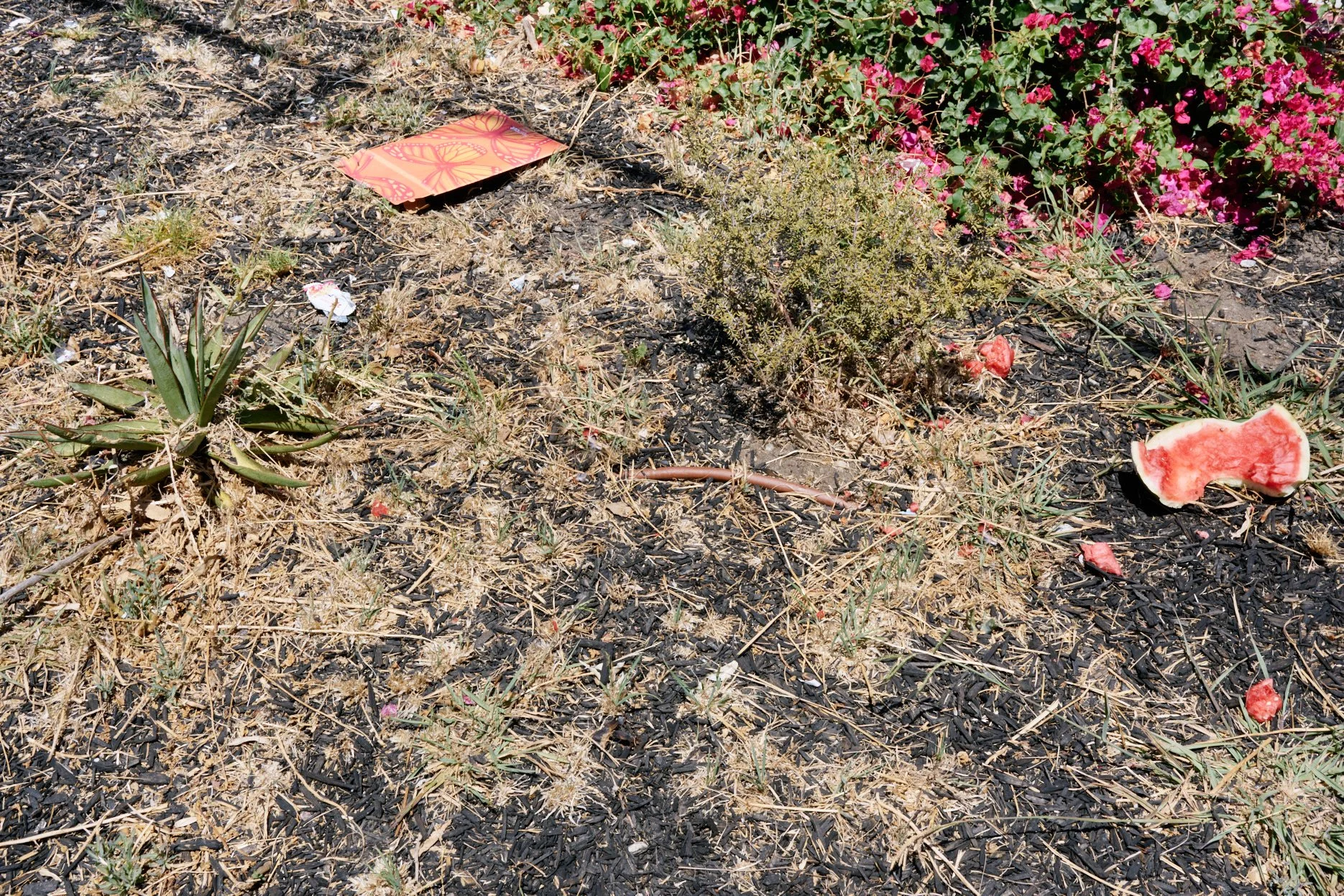 DSC_2224_2.jpg