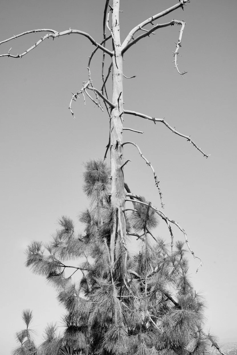 DSC_2585.jpg