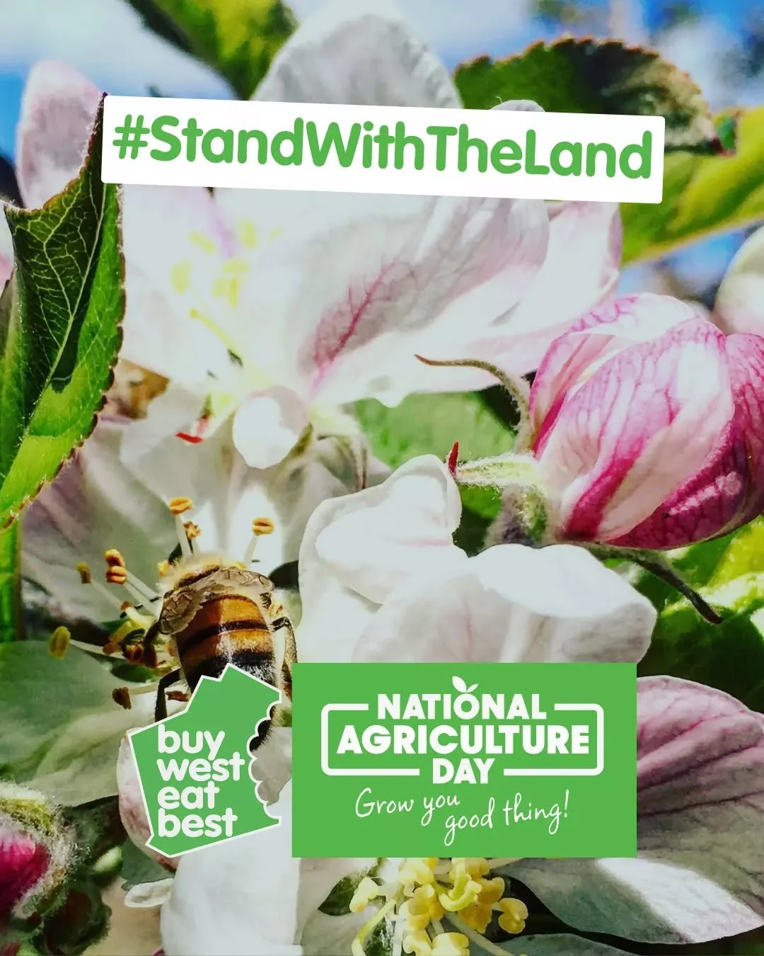 This month, we will celebrate National Ag Day on the 21st, so we&rsquo;re getting started early, showcasing WA growers who work hard to keep Aussie produce thriving! 

Newton Orchards knows their apples &mdash; and they want you to, too! From crisp b