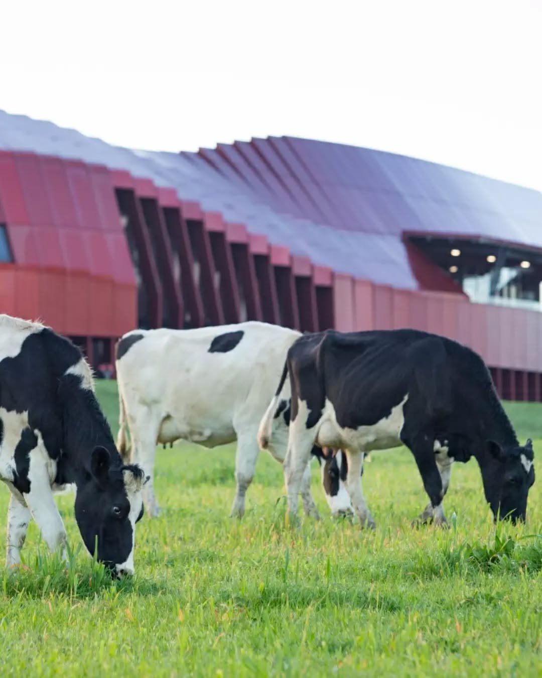 Member Spotlight! 🥛

@BannisterDownsDairy has cemented its place as one of Australia&rsquo;s most celebrated fresh dairy producers, claiming top honours across the 2024 to 2025 awards season.

Highlights include Grand Champion Dairy Product at the A