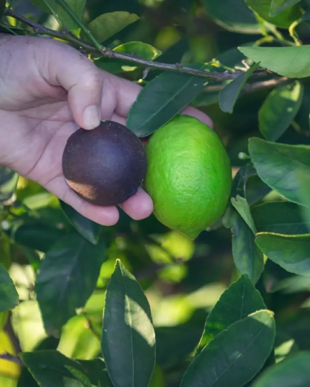 The Wheatbelt and surrounds: one of WA's most important food regions 💚🌾

While many people know the region for its broadacre farming, it plays a much wider role in our food system too, from livestock and grain to fresh produce and regional business