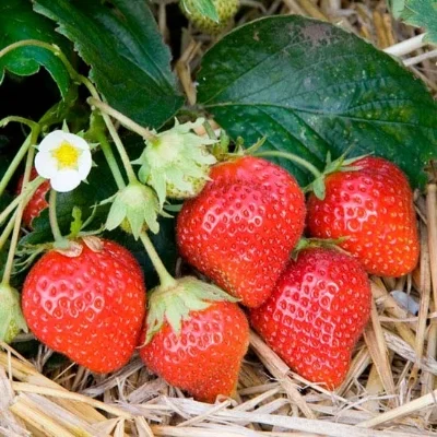 Strawbs.jpg