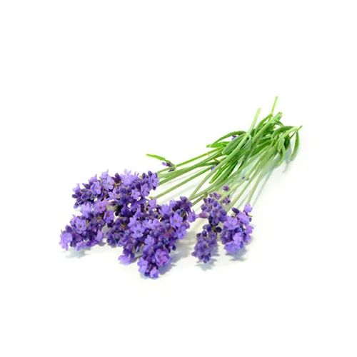 LAVENDIN (SUPER) Wellbeing : antioxidant, improve mood and brain function. sleep & insomnia. Skin : Help the skin burns. Massage : coconut oil mix with lavendin for a body & mind relax massage after sun