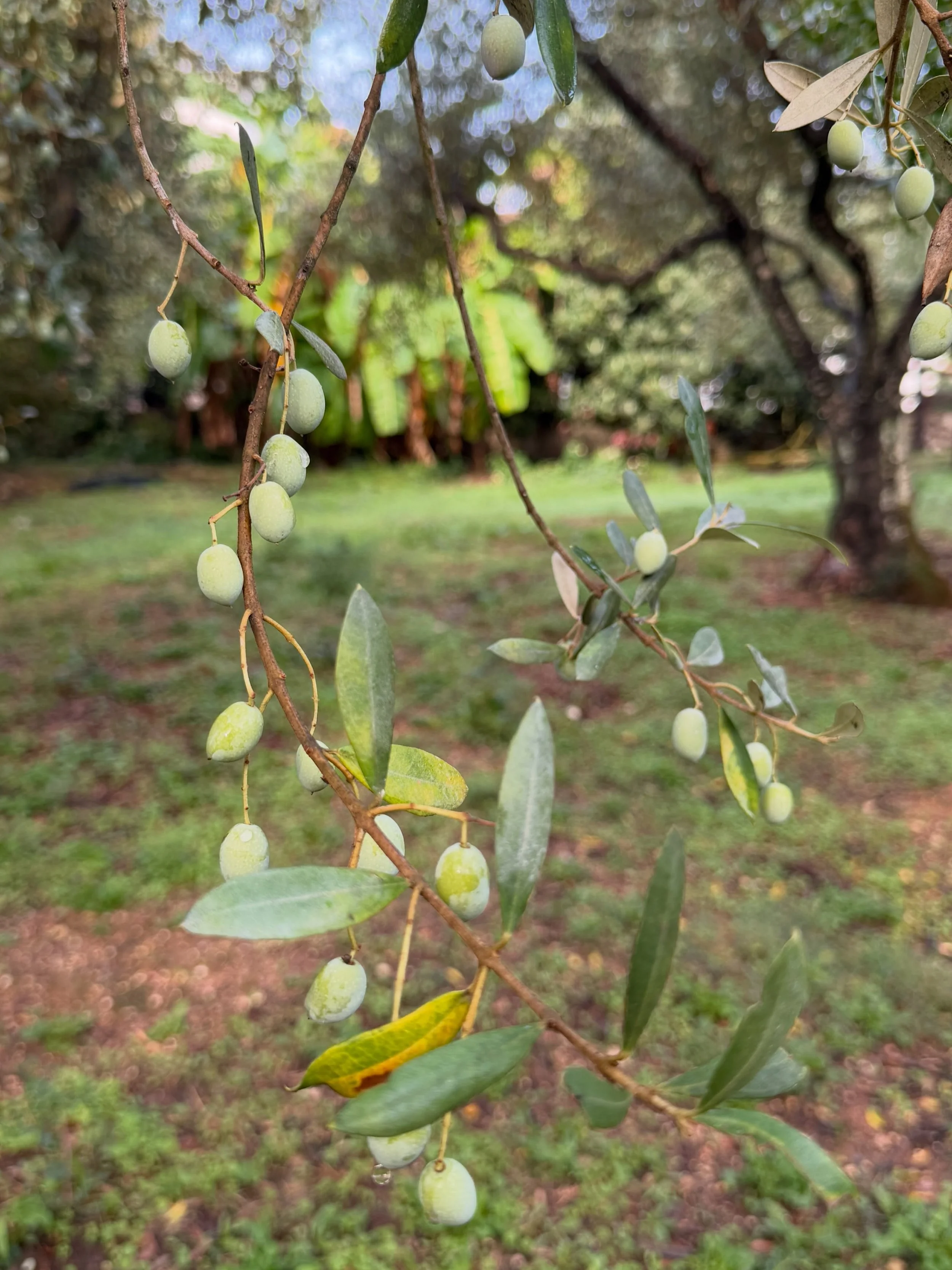 N&auml;sta stopp blev Korfu, &auml;nnu en p&auml;rla i det Joniska havet. H&auml;r odlar man den lilla citrusfrukten kumquat vilket vi fick smaka p&aring; i m&aring;nga olika former; lik&ouml;r, marmelad, godis, kakor - bara fantasin begr&auml;nsar. 