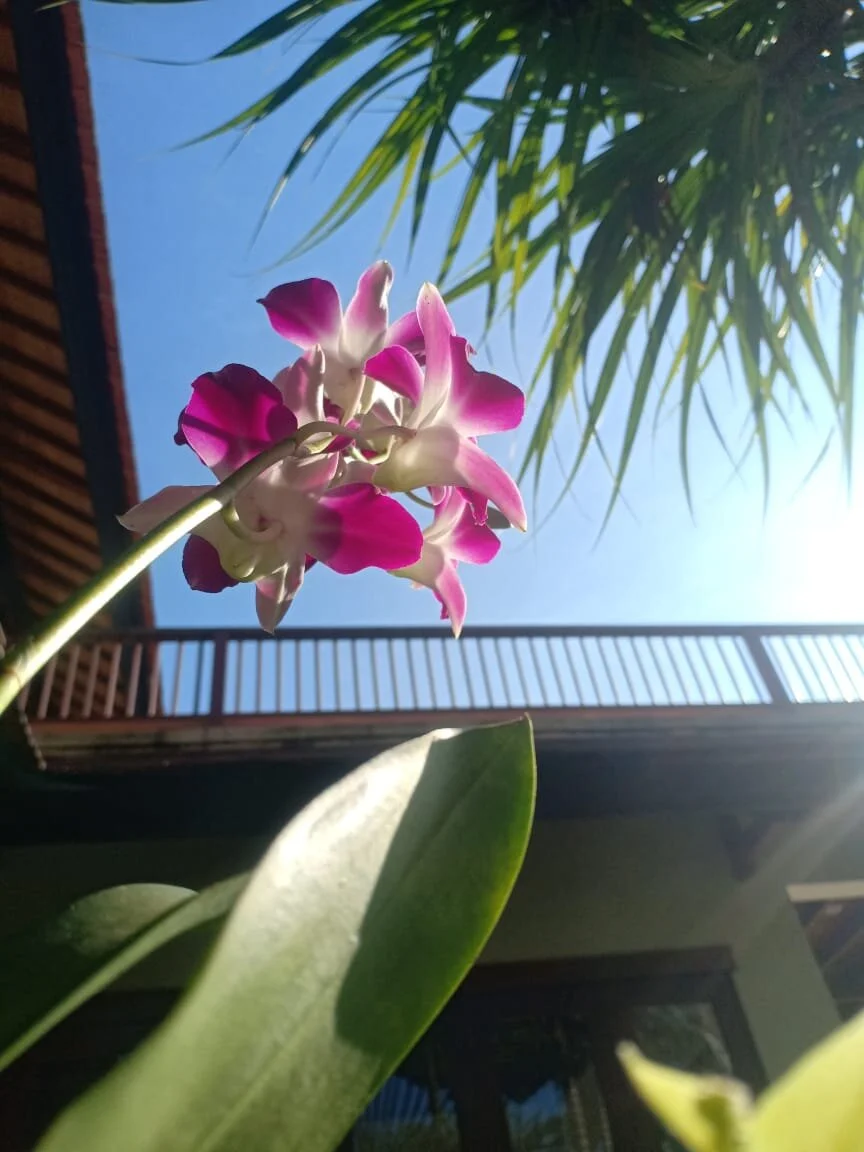 flower reaching.jpeg