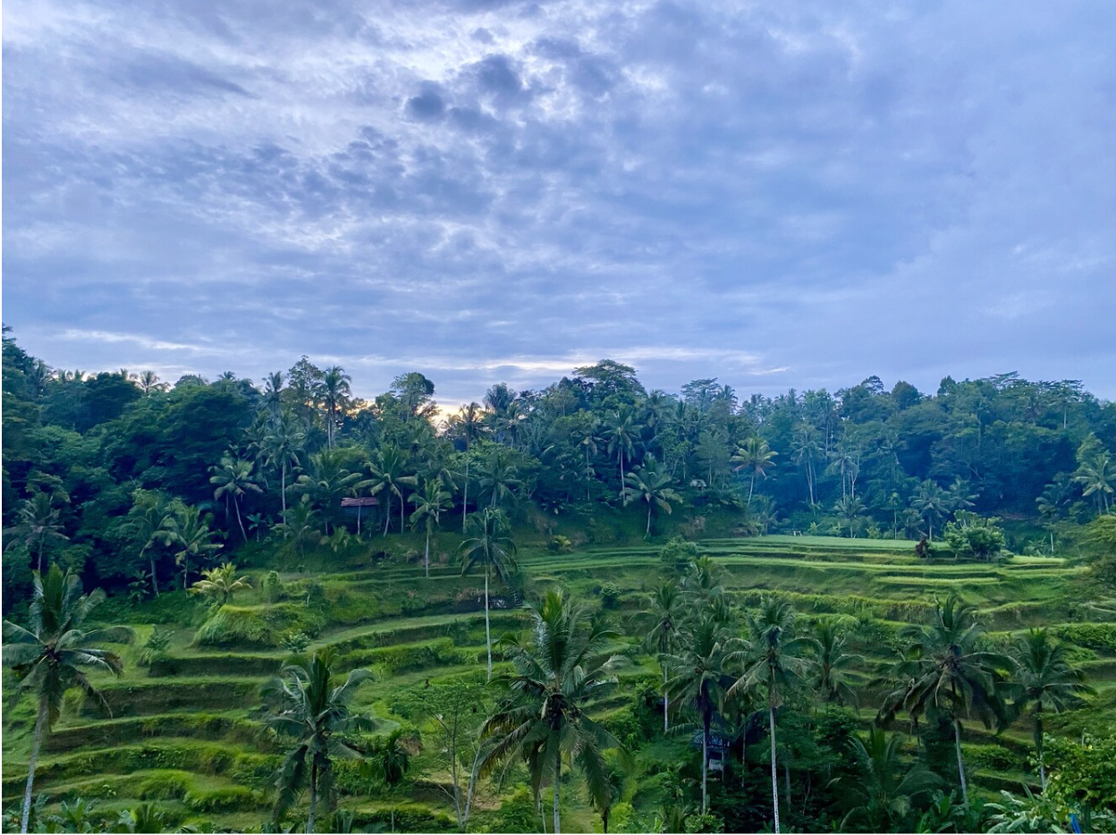Vol 11: Life in Paradise - Ubud, the heart of Bali!