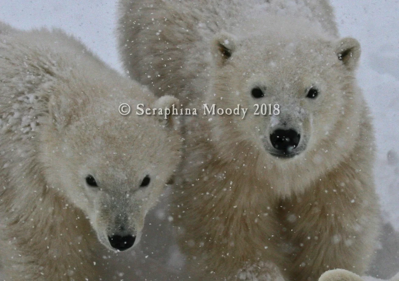 Churchill, Bears and Tundra Day 2 (182) crop a.jpg