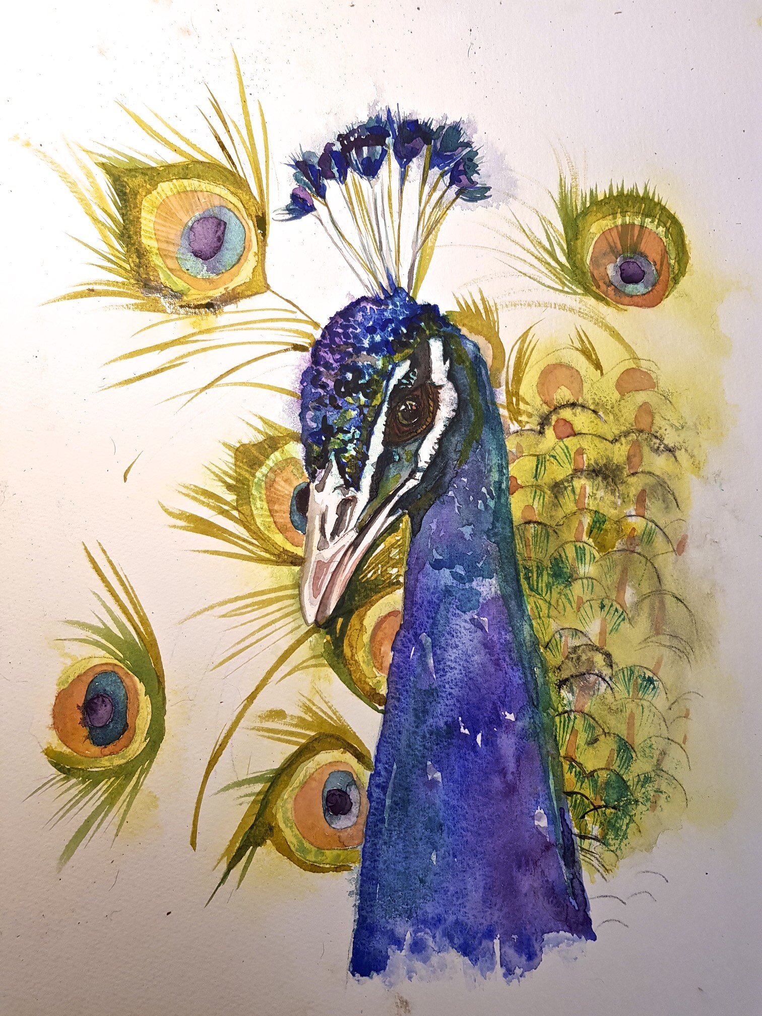 Indian Peacock - SOLD
