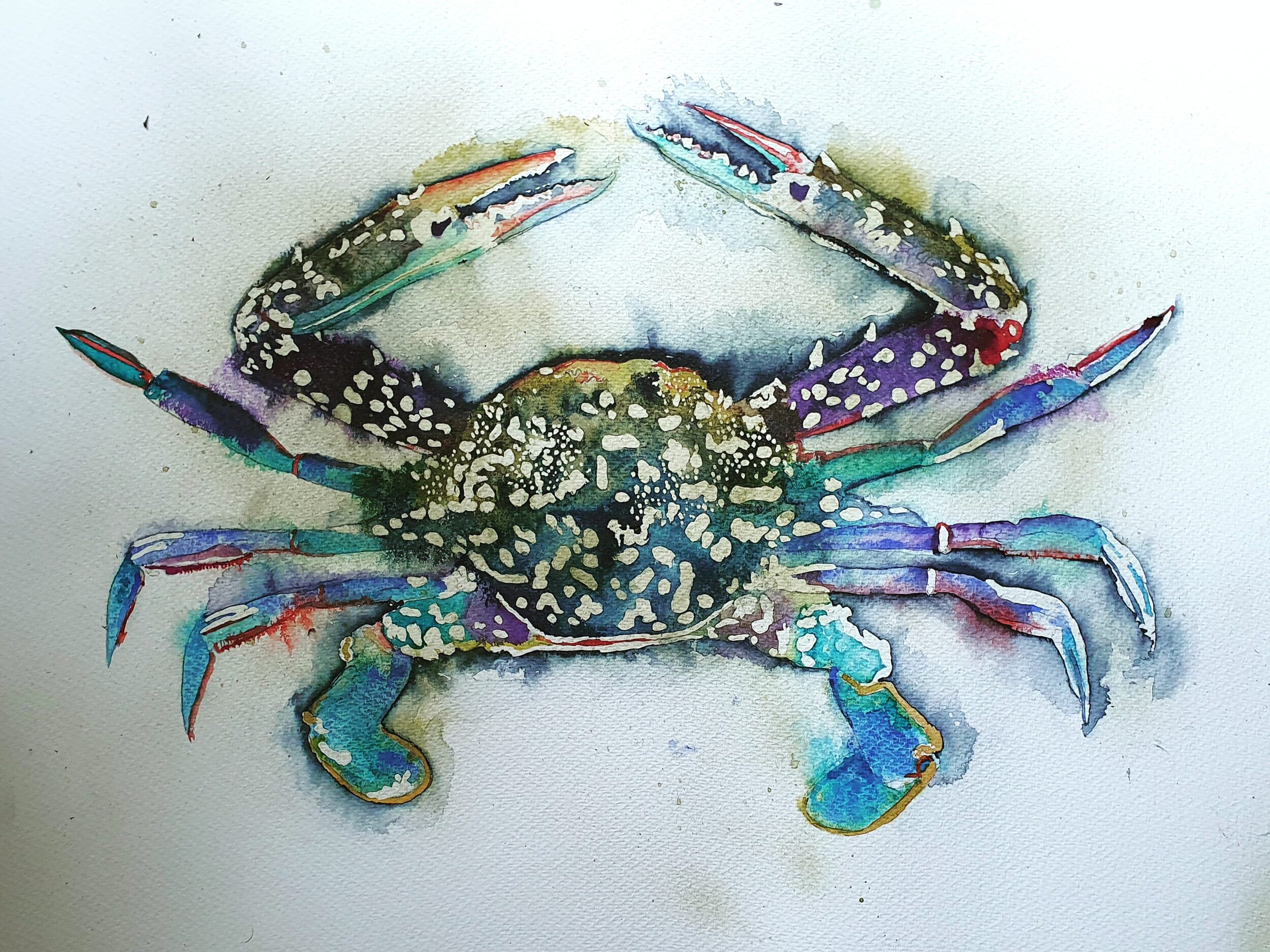 Blue Breton Crab - SOLD