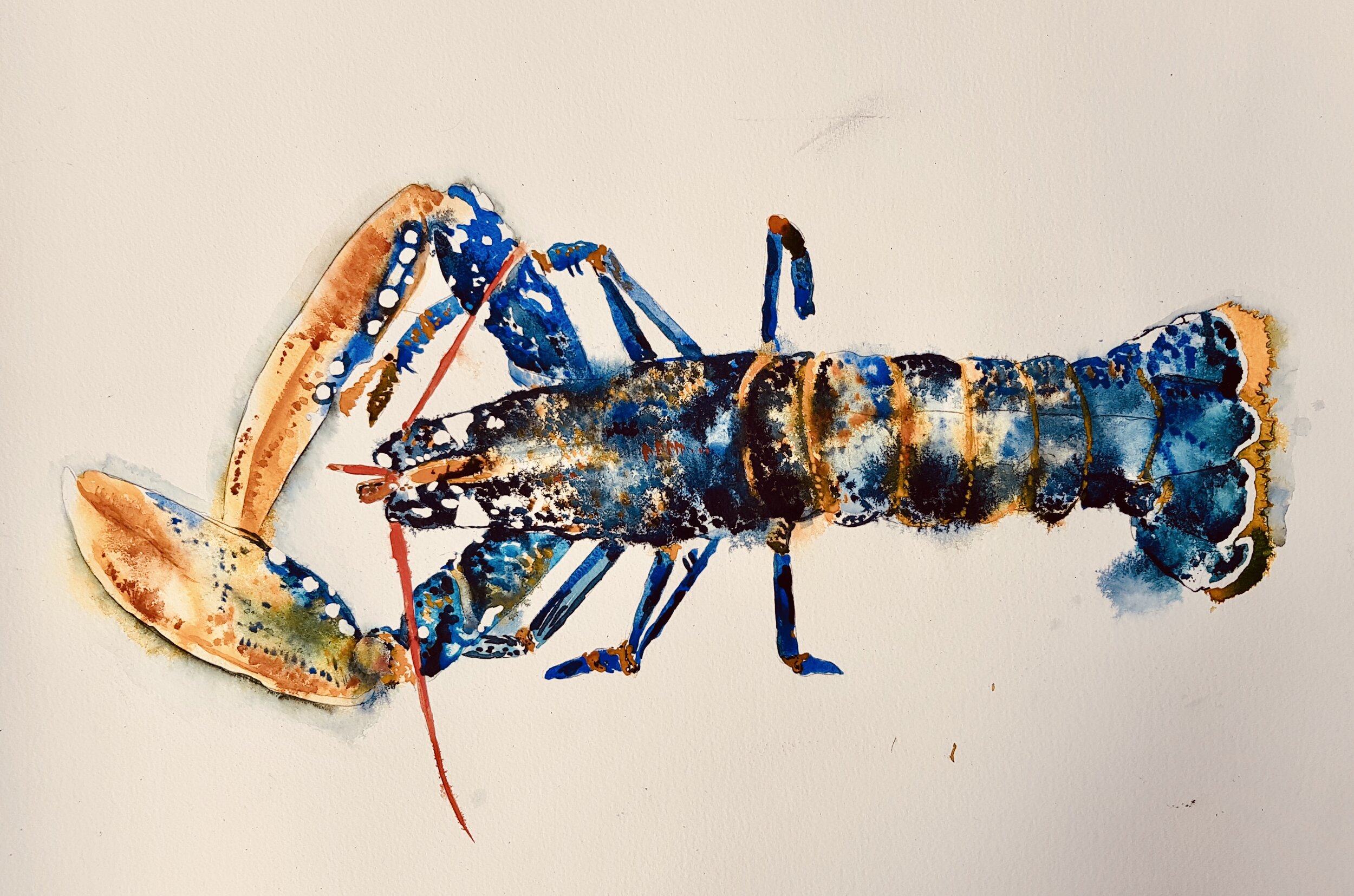 Breton Blue Lobster - SOLD