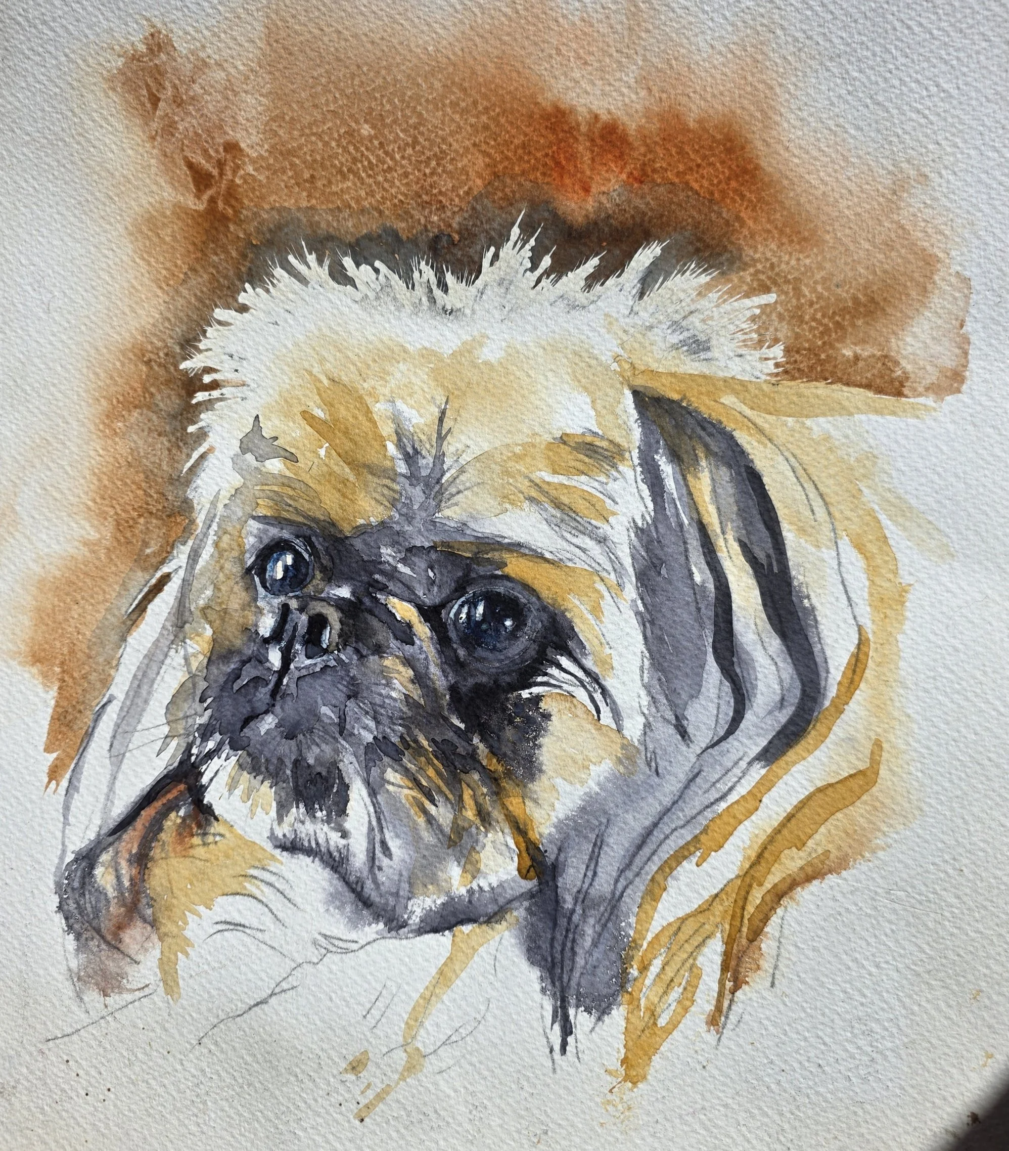 Bobo the Pekingese