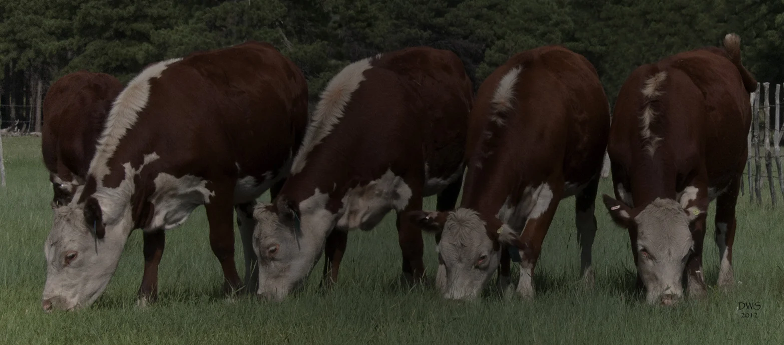 Cows.jpg