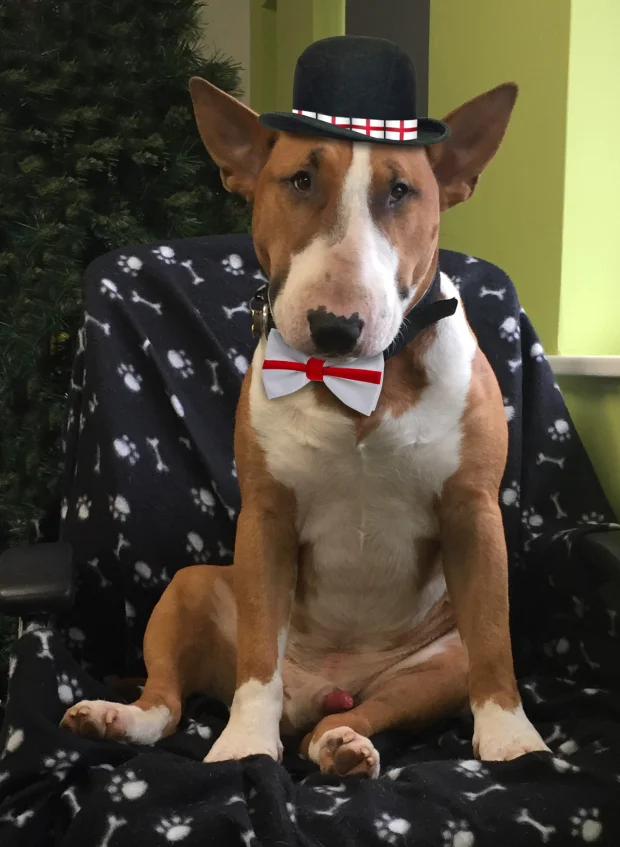 Happy St George's Day! 