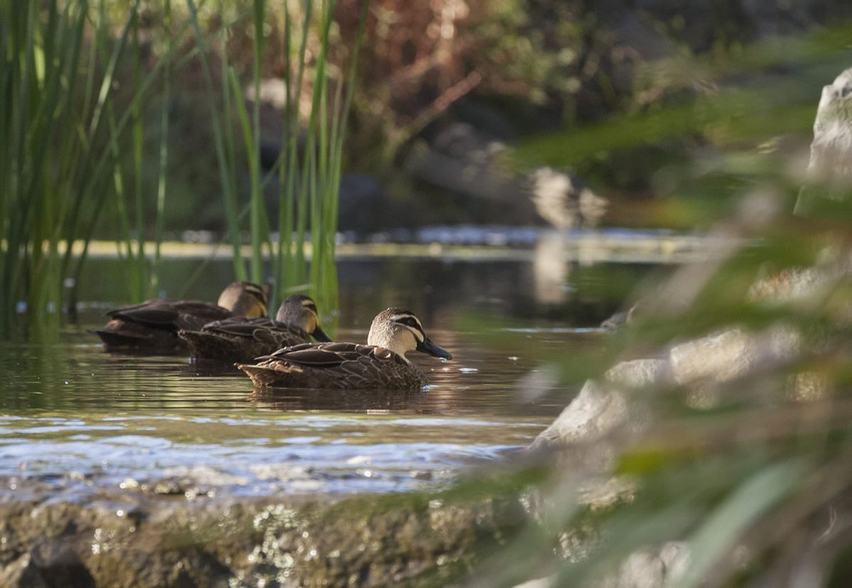 water feature_5-cropped.jpg