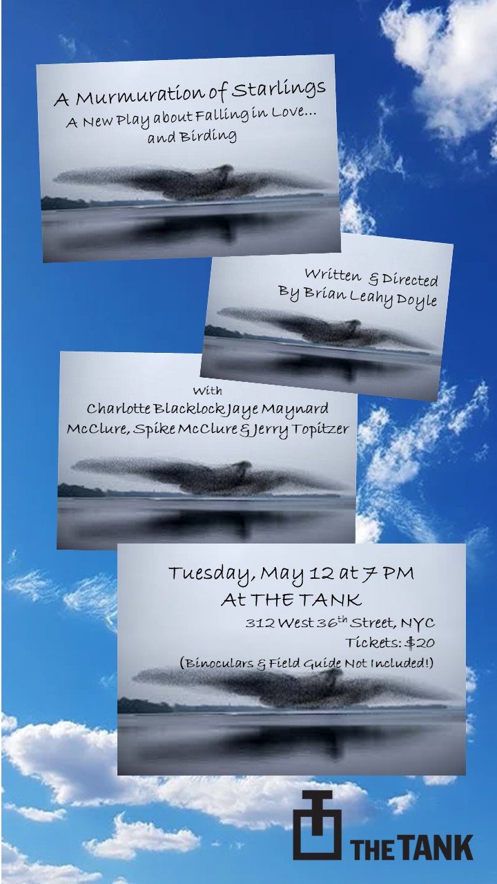 A Murmuration of Starlings