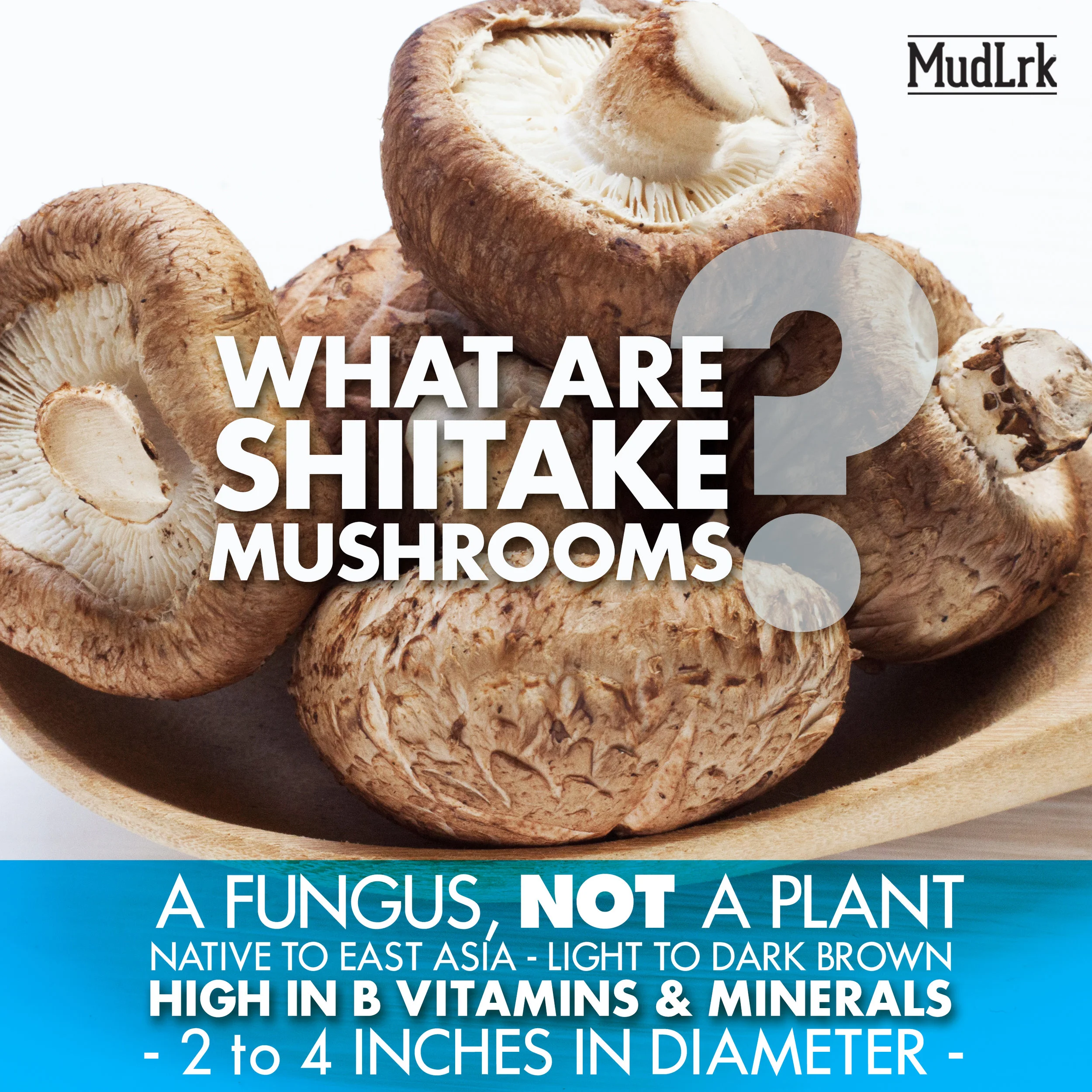 Mushrooms_WhatAreShiitake.jpg