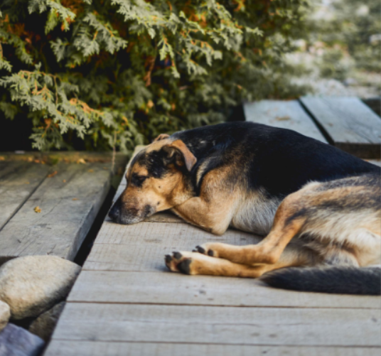 How Do You Keep An Old Dog Cool In Hot Weather
