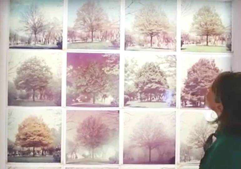 🎼 CHASSOL, our l'exposition 'Nous les Arbres'