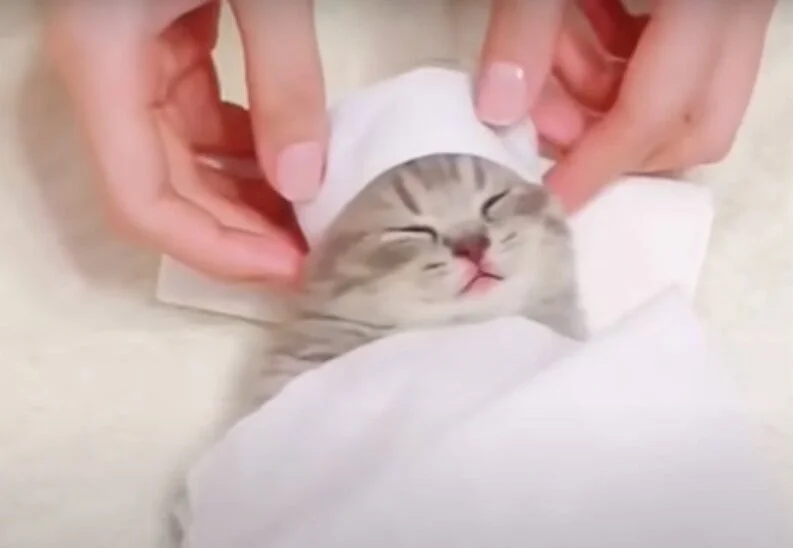 😍 Relaxed Kitten Having A Spa day