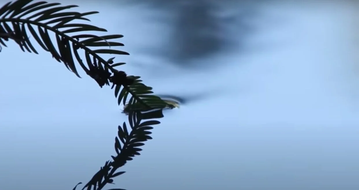 👁 Cry of the Earth - Llewellyn Vaughan-Lee