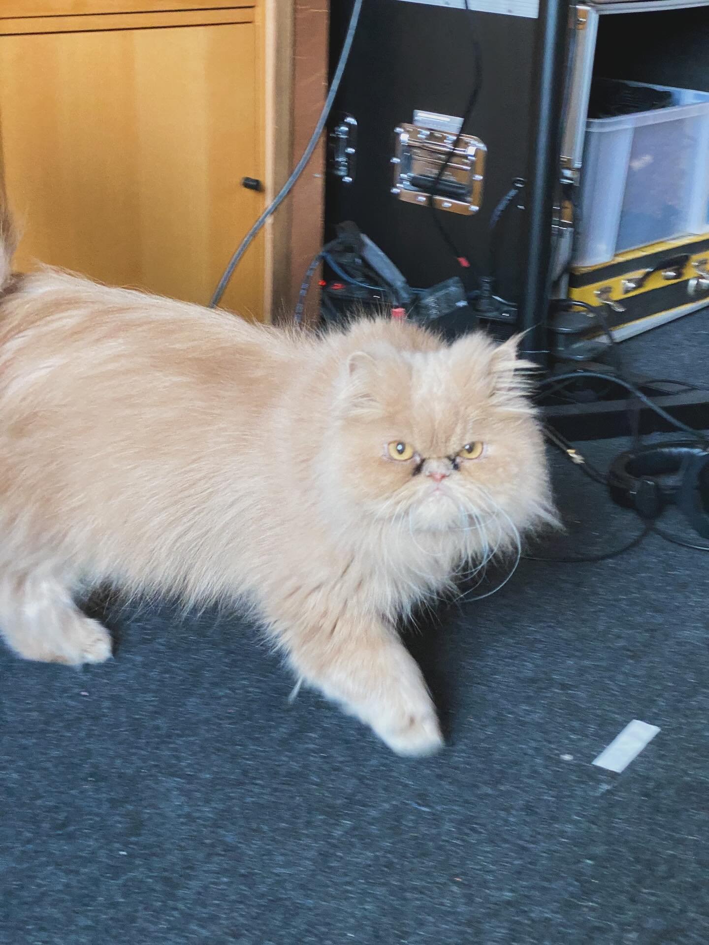 a little behind the scenes dump, making &lsquo;Mountains of Glass&rsquo;
(everything that&rsquo;s NOT piano)

1. the most charming visit in the studio
2. nicolas adding some extra oompf to the beat
3. adding live drums (no window, alas)
4. recording 