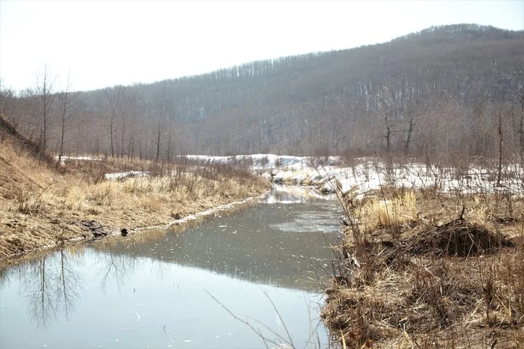 creek+spring+beaver+pool.jpeg