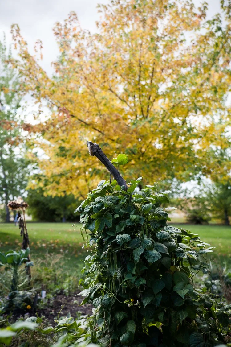 pole+beans+kitchen+garden.jpeg