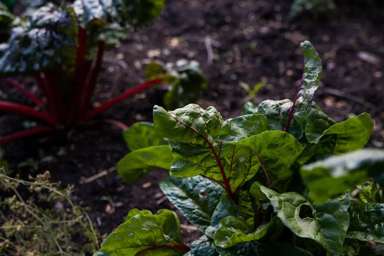 swiss+chard+kitchen+garden.jpeg