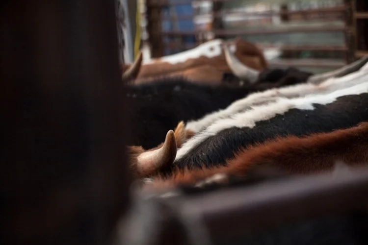 broncs on the alert.jpg