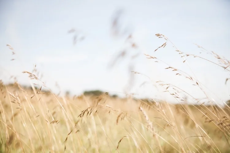 grasses.jpg