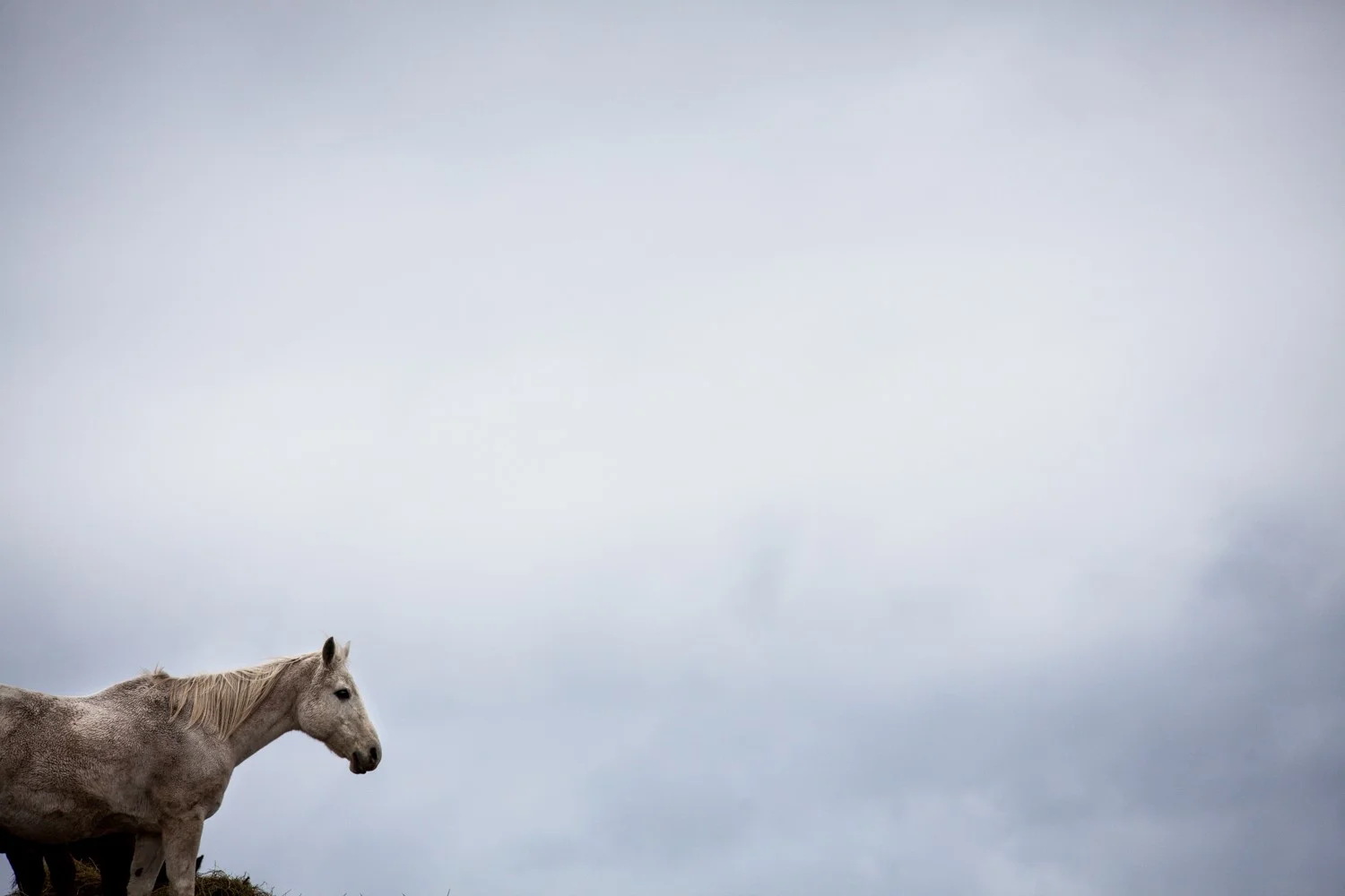 reba grey mare print.jpg