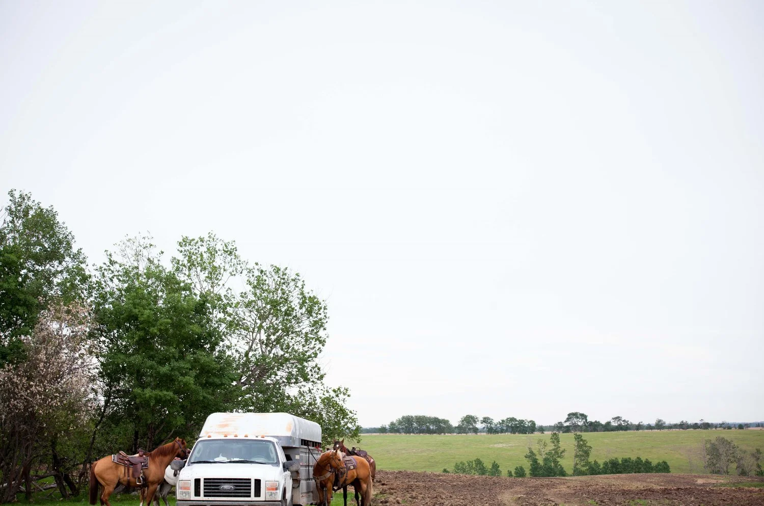 horse+at+trailer.jpg