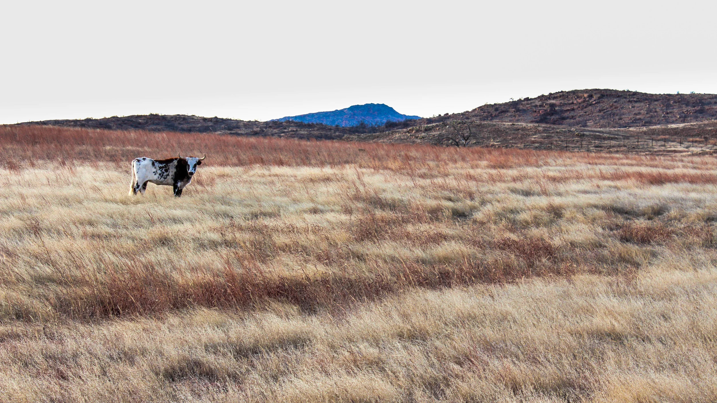 Cow1 (1 of 1).jpg