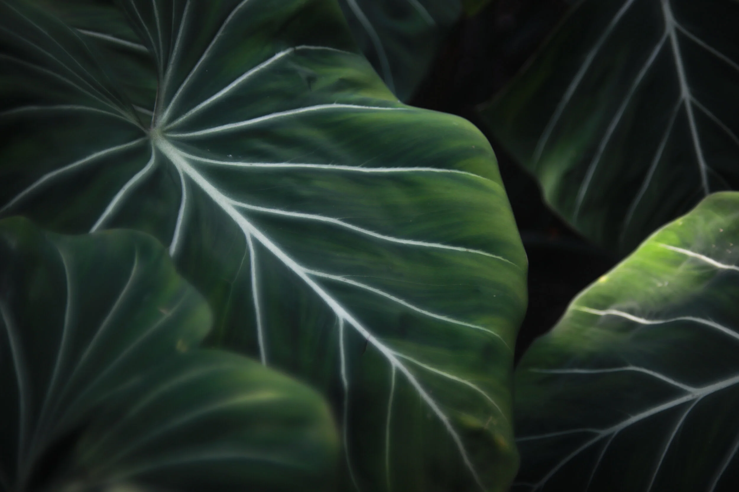 gardens 5 (1 of 1).jpg