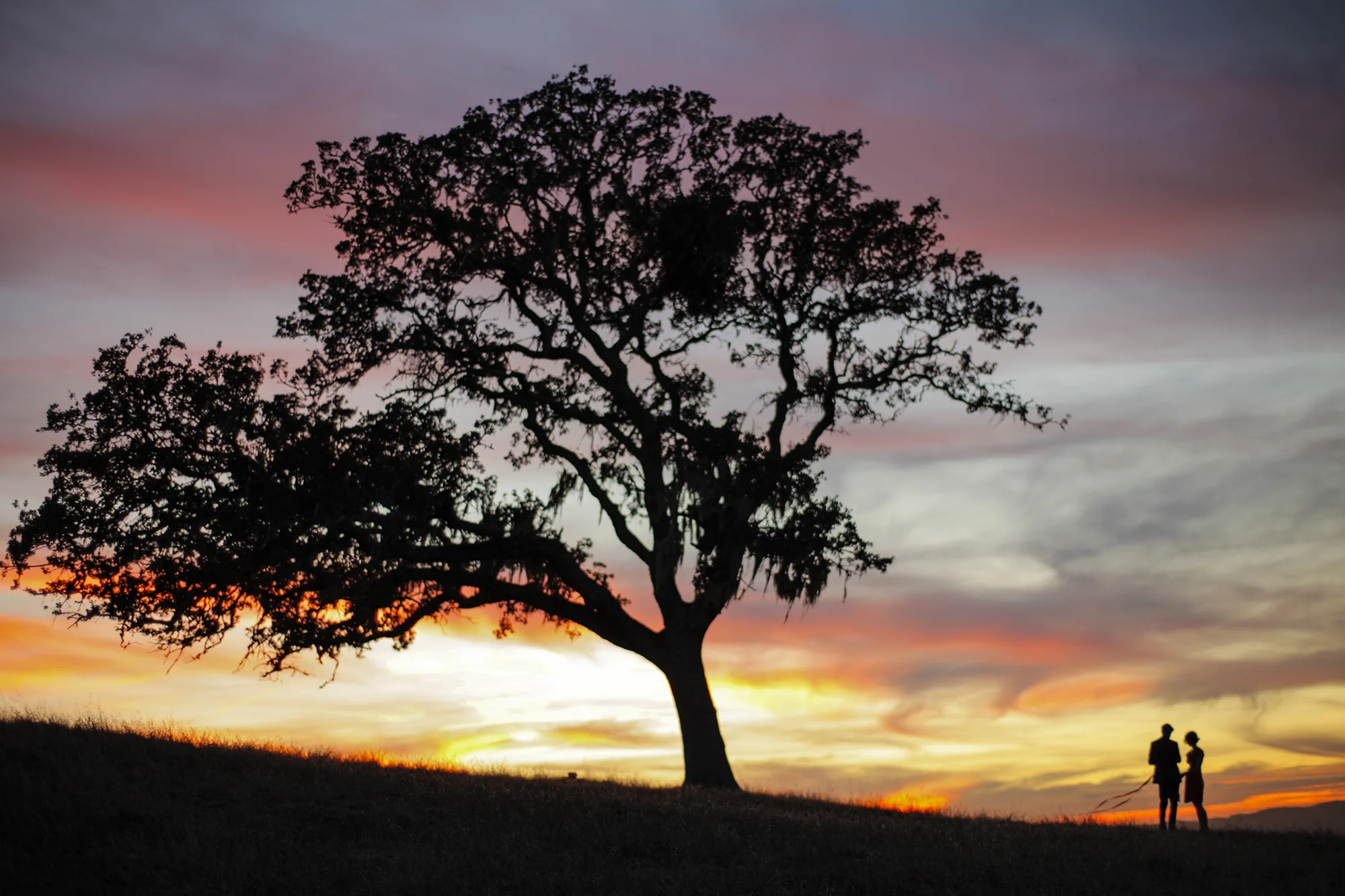 A lone oak and two lost souls at magic hour. The Magic Hours - a film by Zoey Taylor and David Connelly