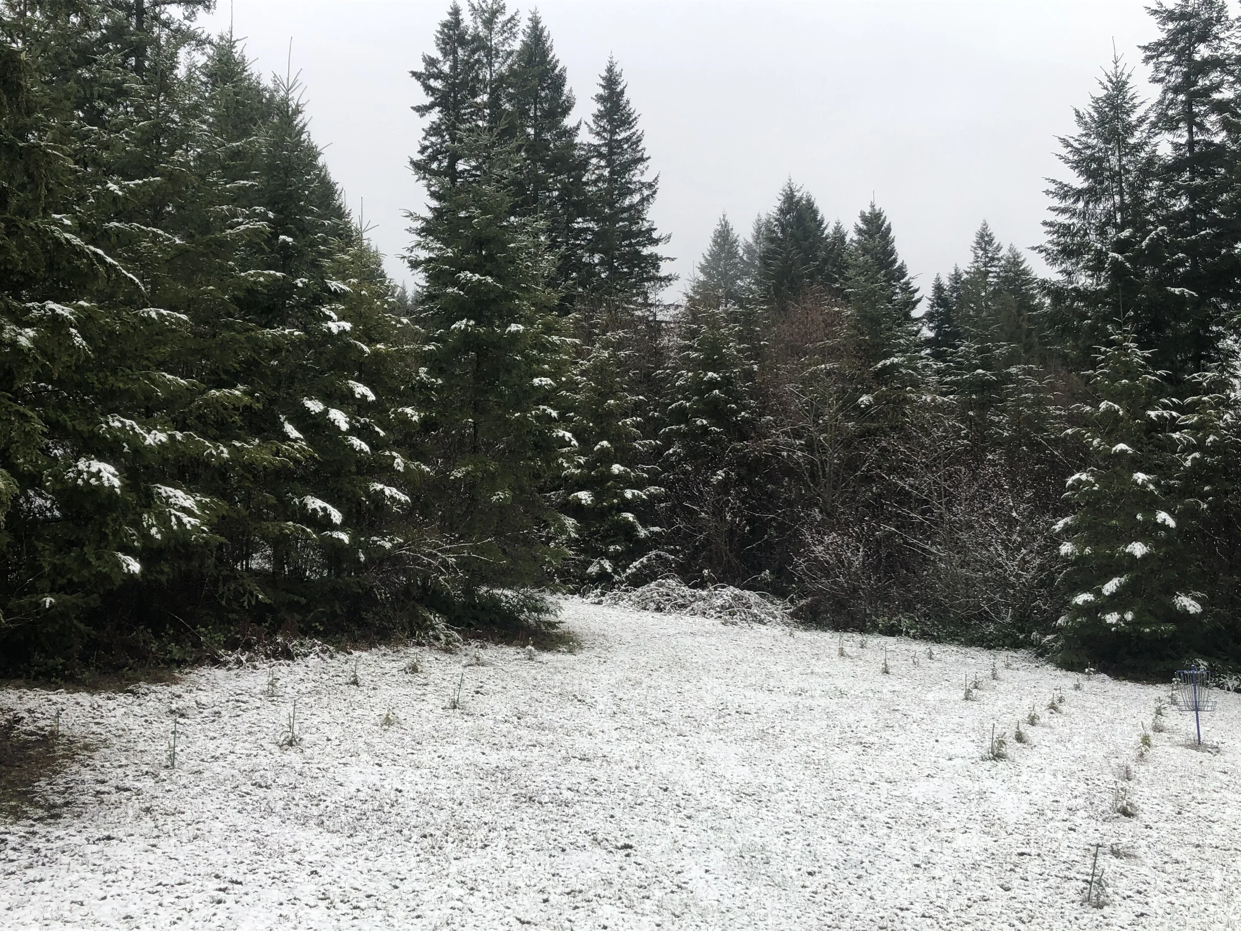 New Growth Peeking Through Winter