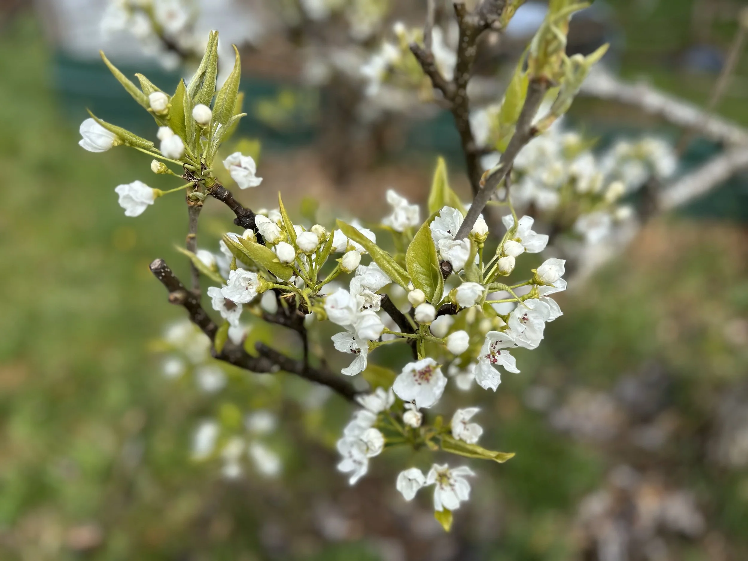 Planted by Streams of Water