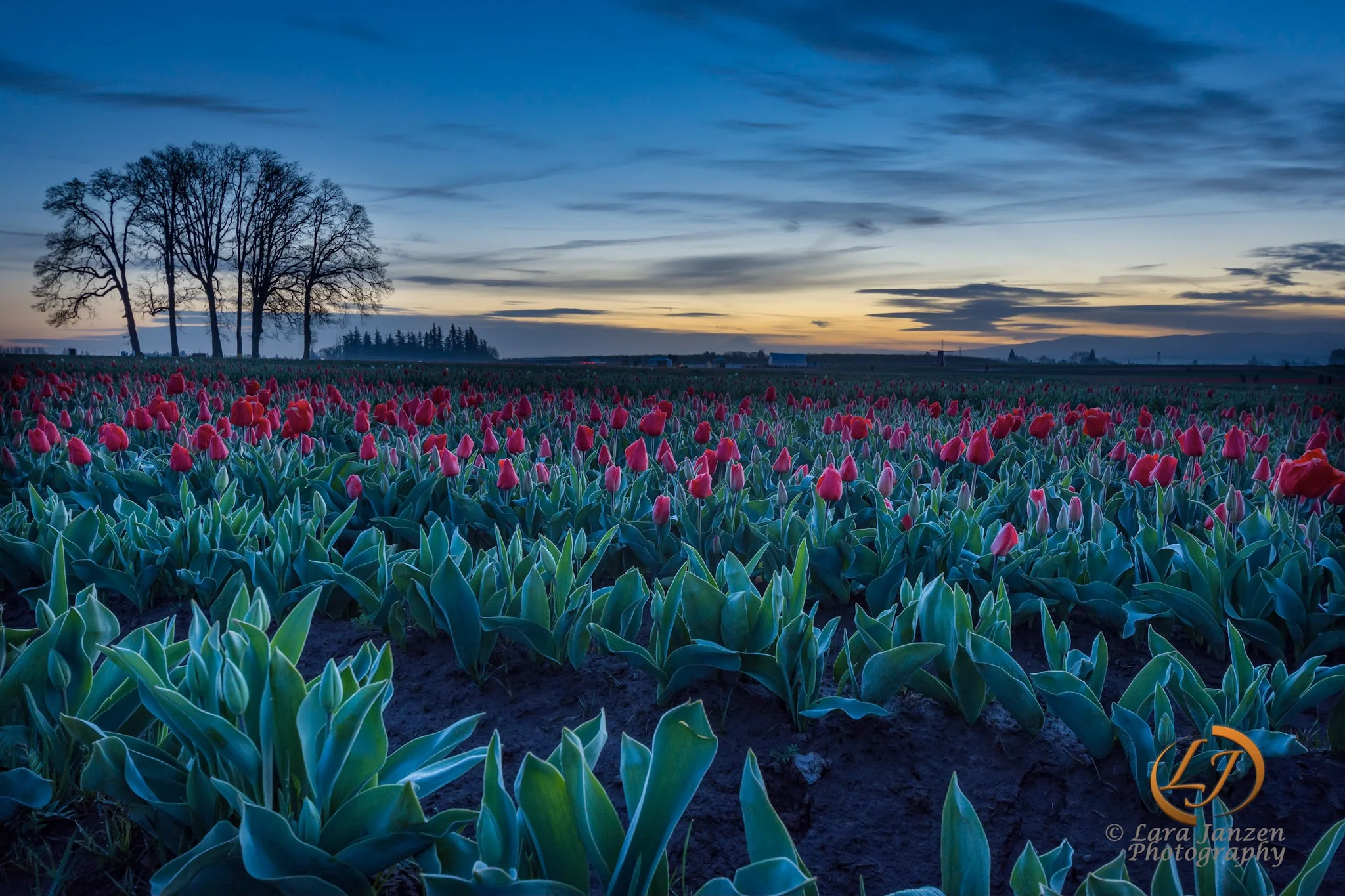 Tulips in the many.jpg