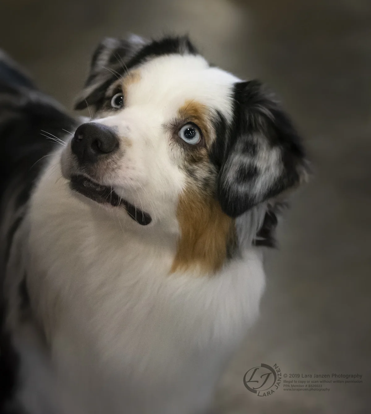The look of love from and Australian Shepherd