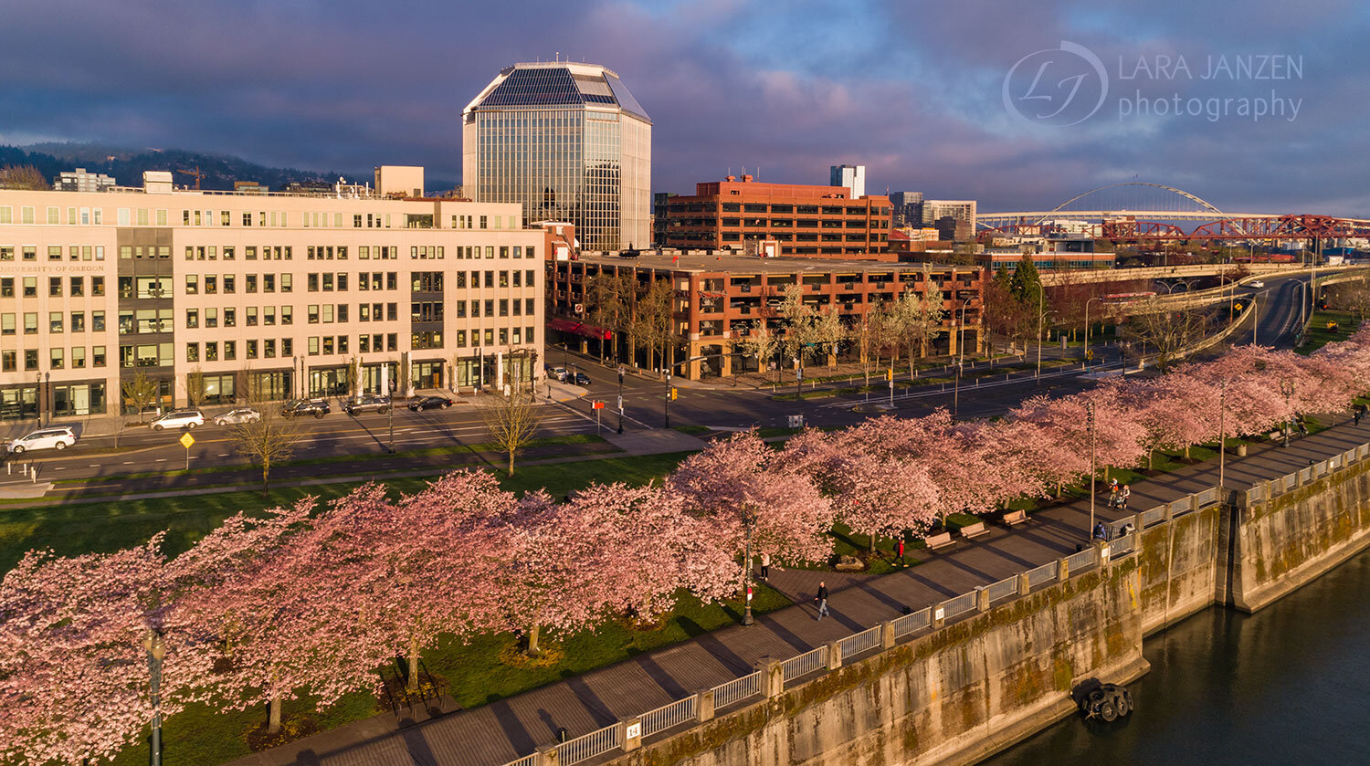 Down town Portland Cherry Trees in bloom