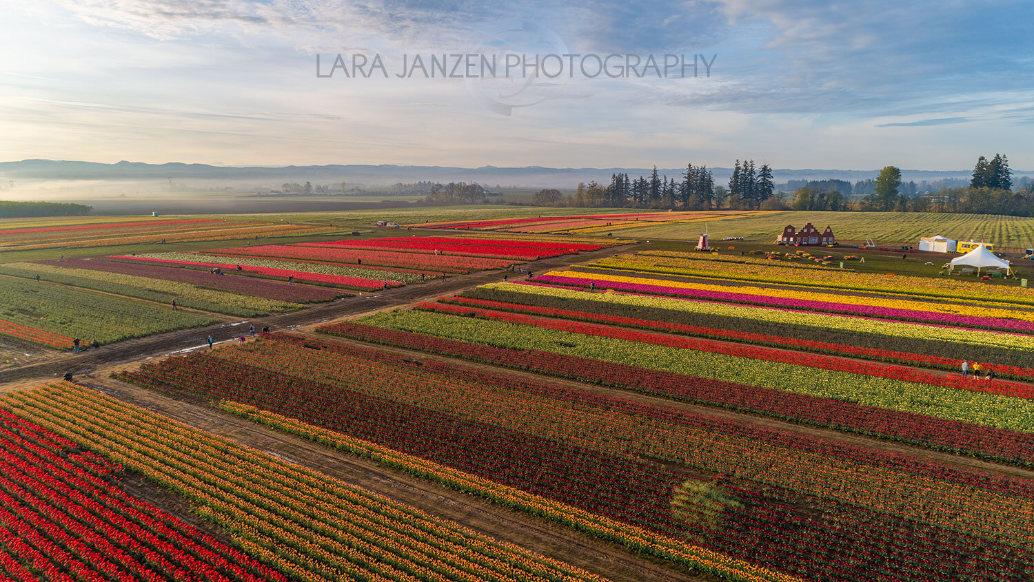 The colorful fields of the Wooden Shoe Tulip Festival