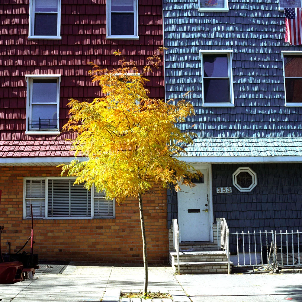 On My Block_Orange Tree and Front Door.jpg