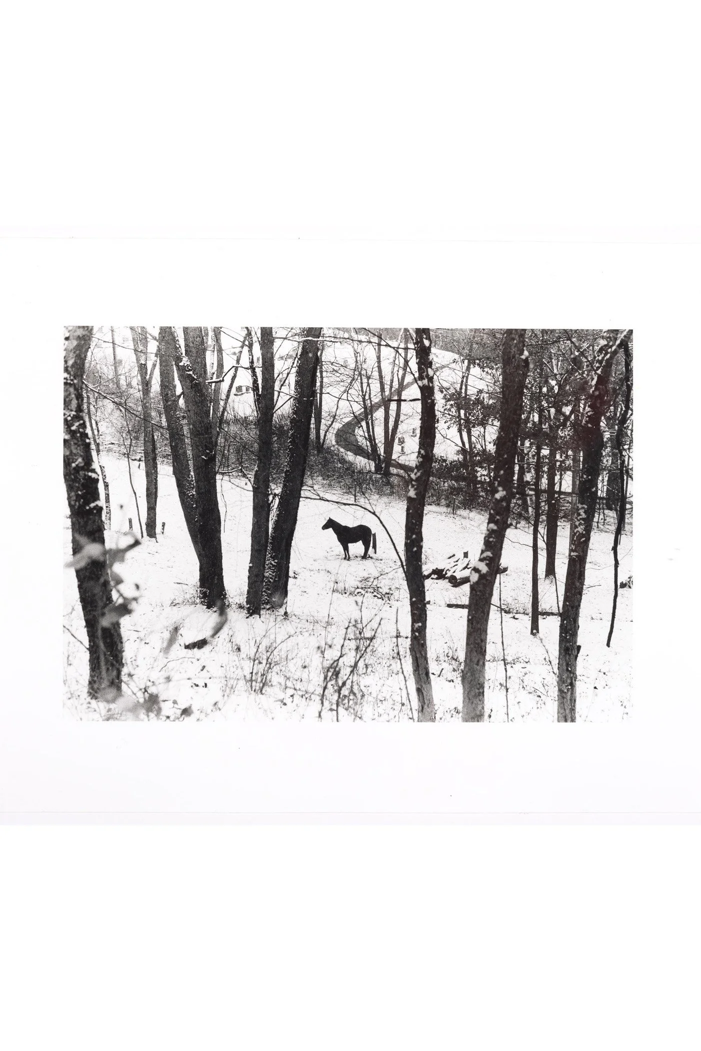 "Horse in Snow" Print