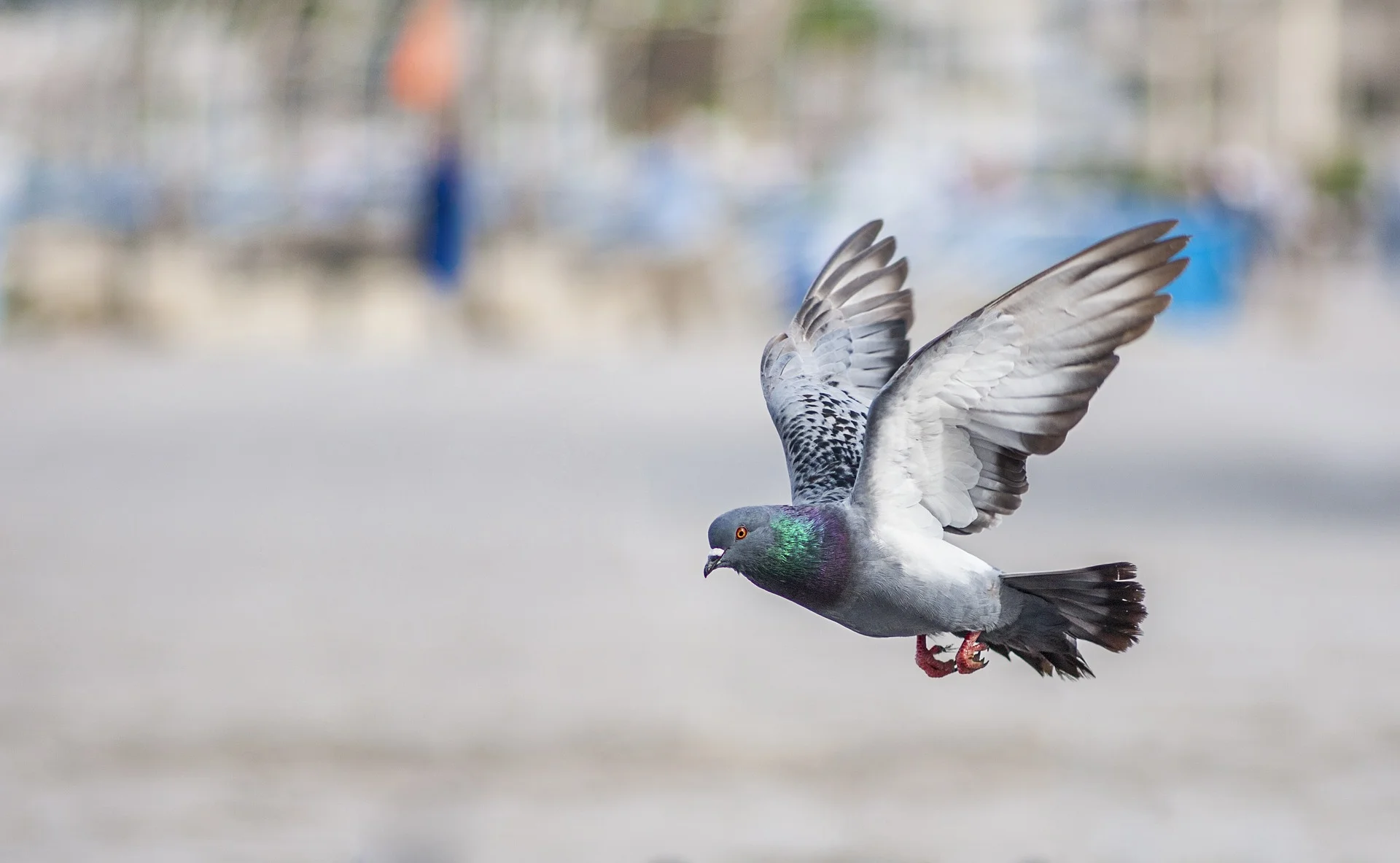 bird-2523828_1920.jpg