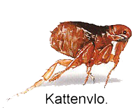 KATTENVLO