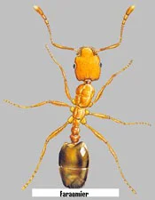 FARAO MIER