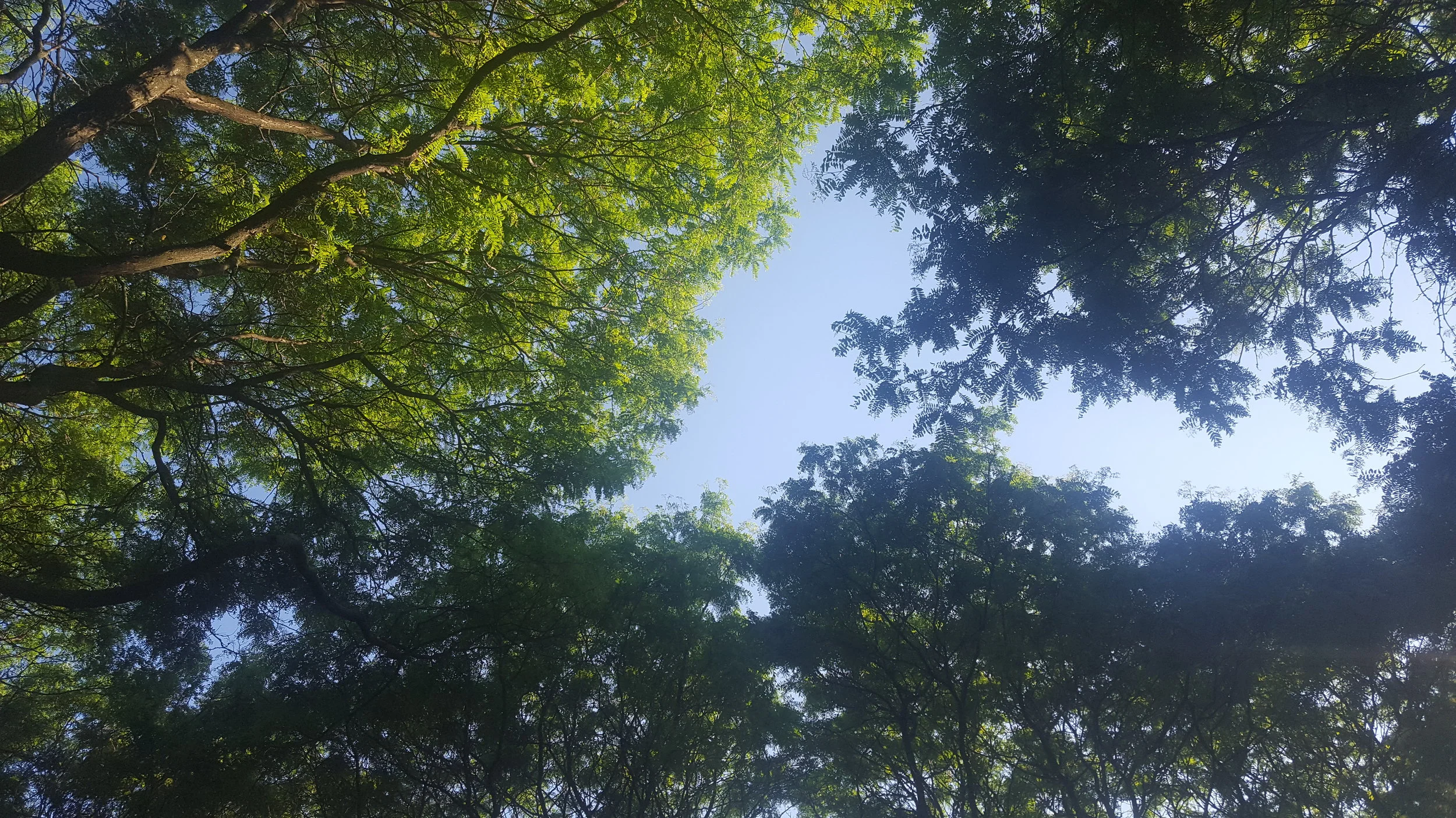 trees.jpg