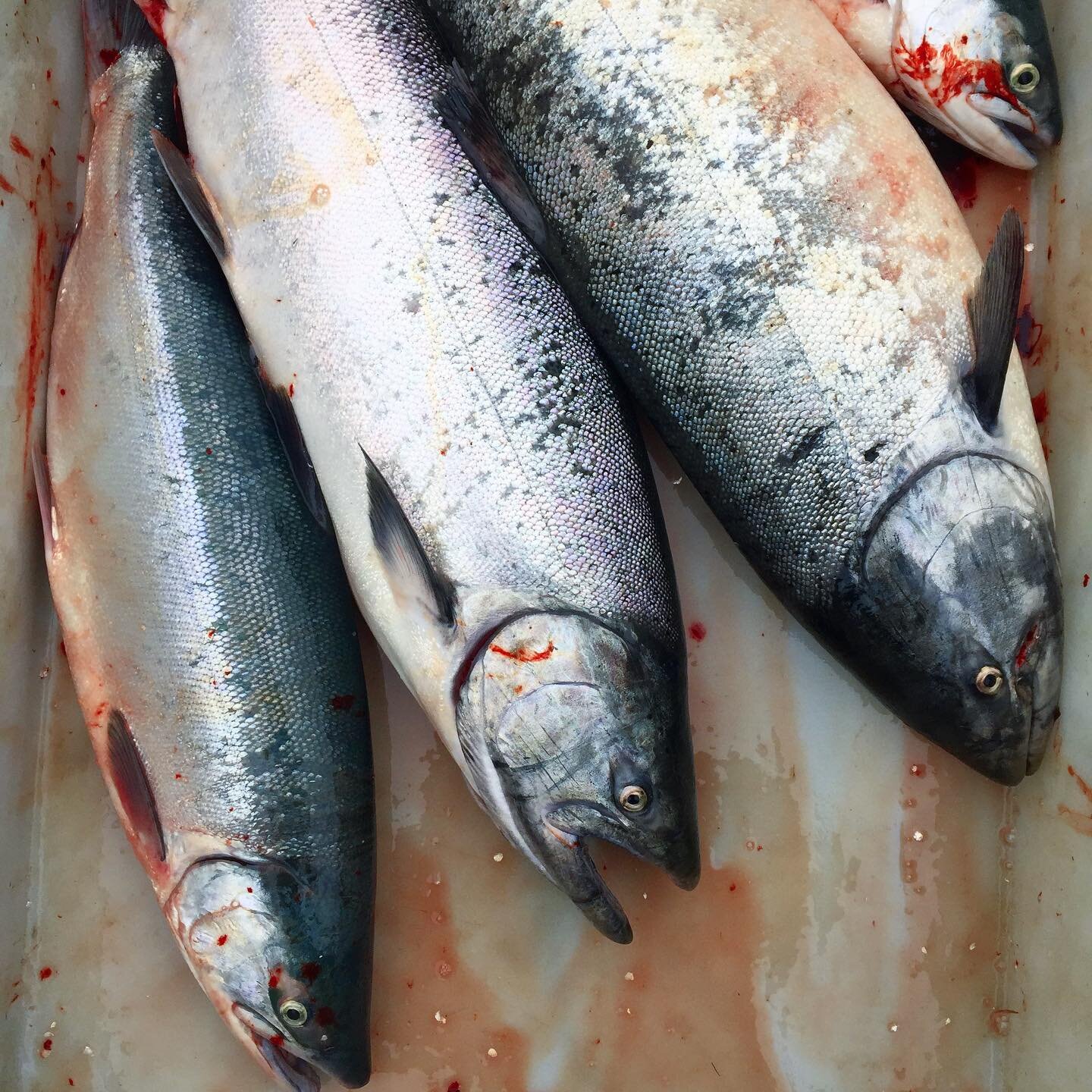 June 21, 2021: No federal fishing opportunity announced 