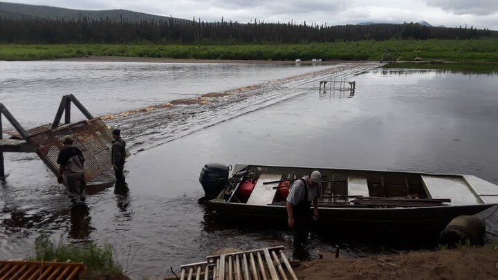 One of the salmon monitoring projects our Fish Commission coordinates is the Takotna River weir. It provides nearly 20 years of data about headwaters salmon spawning on the Kuskokwim. 

As of July 4, after days of work by crew members, the Takotna Ri