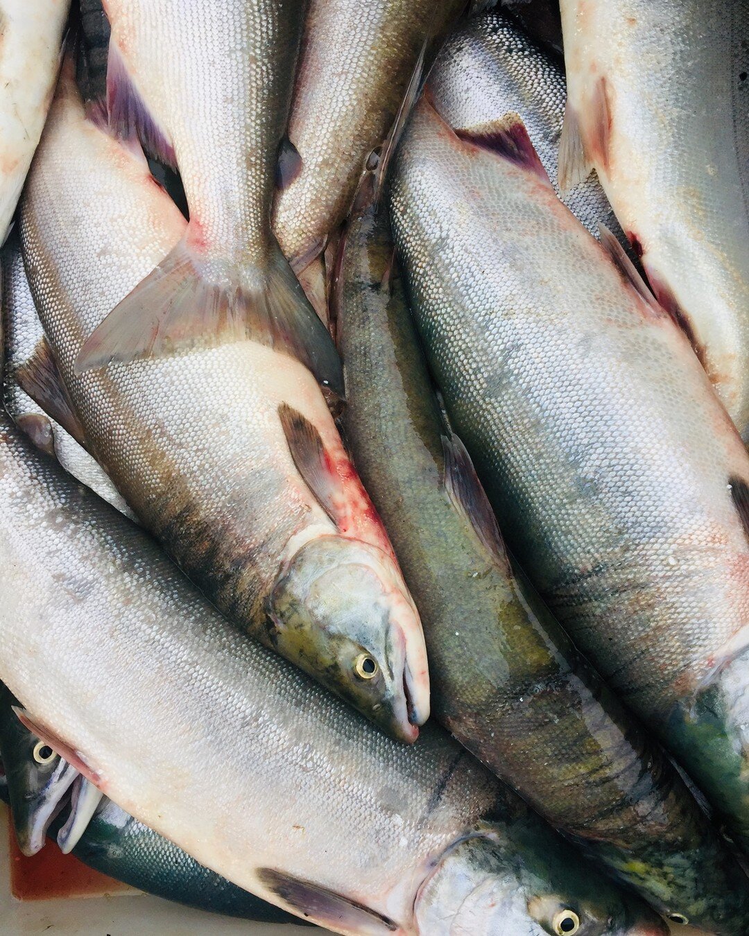 We have heard reports from  Kuskokwim fishermen that they are beginning to catch chum salmon on lower river tributaries. It's still unclear how the 2021 chum run will pan out, but we are hopeful our fish will return and our smokehouses will be full. 